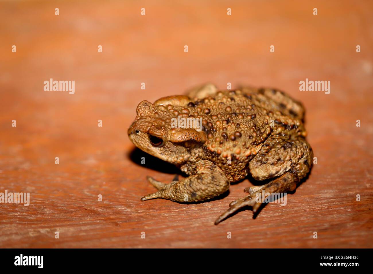 Un crapaud commun, Bufo Bufo qui s'aventurait sur la terrasse le soir Banque D'Images