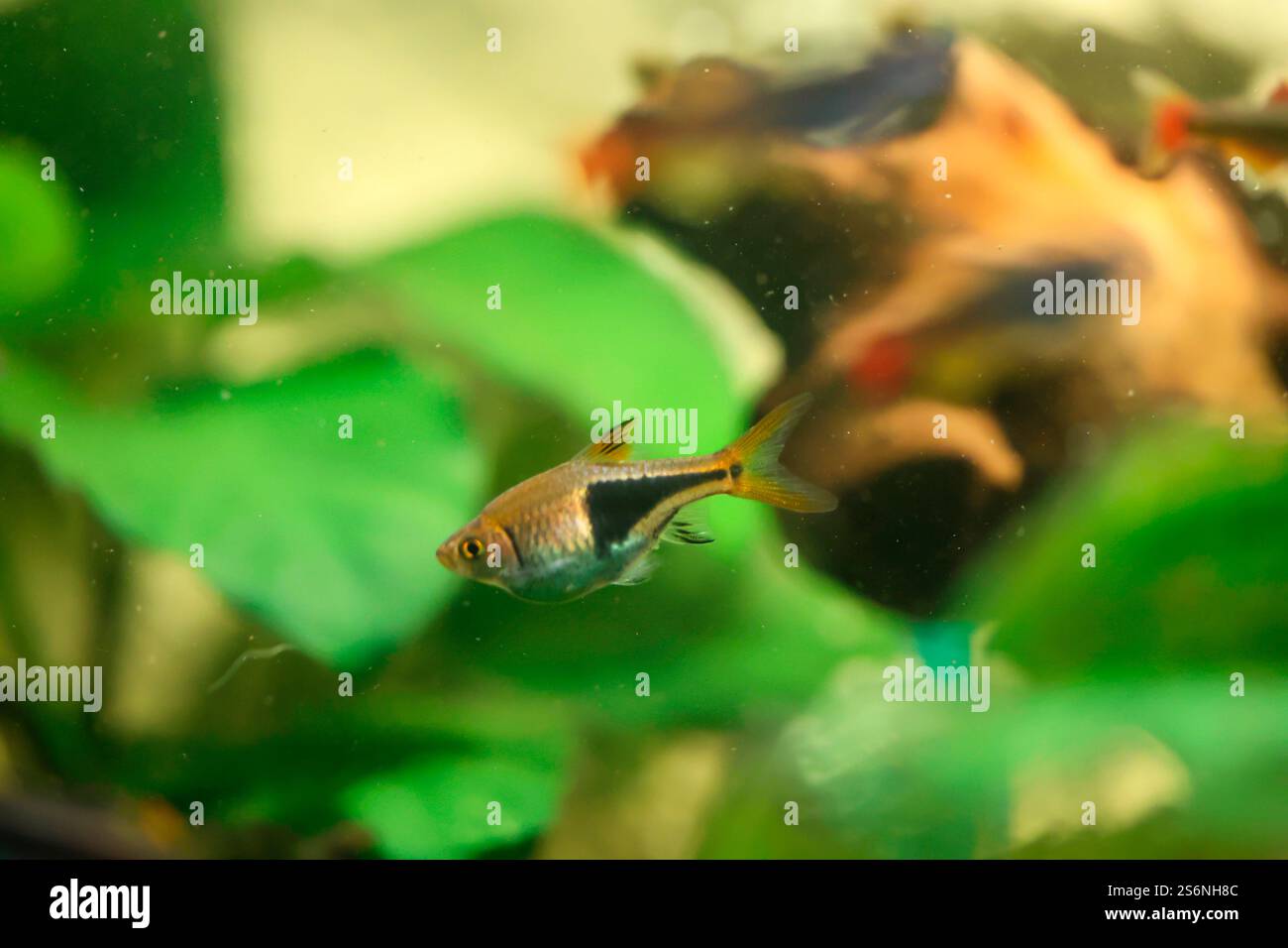 Une barbe tachetée dans un aquarium d'eau douce Banque D'Images