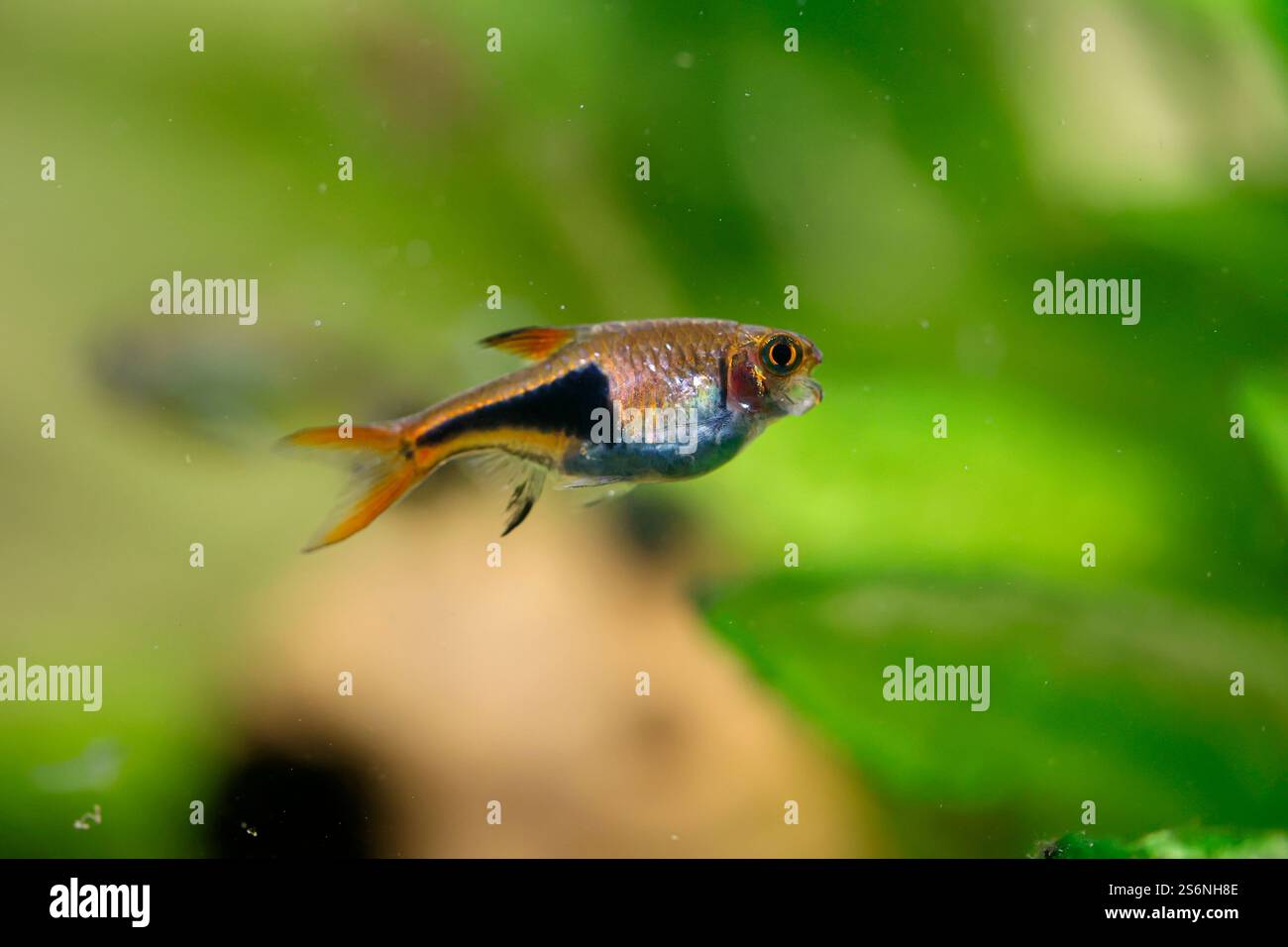 Une barbe tachetée dans un aquarium d'eau douce Banque D'Images