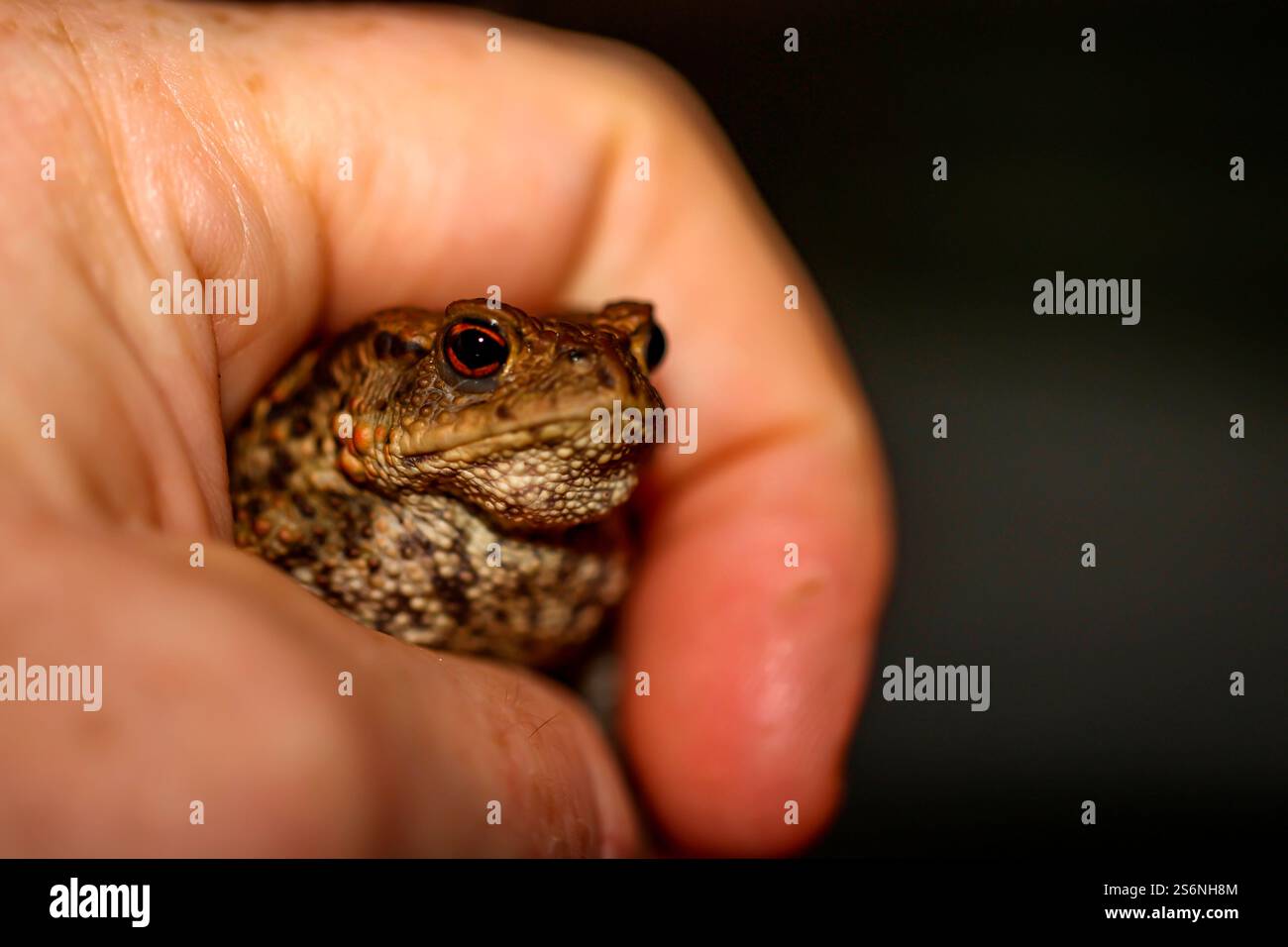 Un crapaud commun, Bufo Bufo qui s'aventurait sur la terrasse le soir Banque D'Images