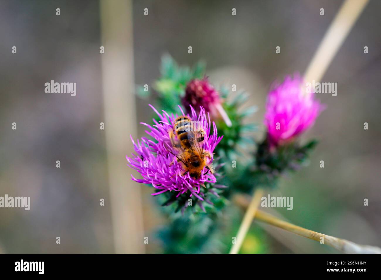 Une abeille est assise sur la fleur d'un chardon Marie Banque D'Images
