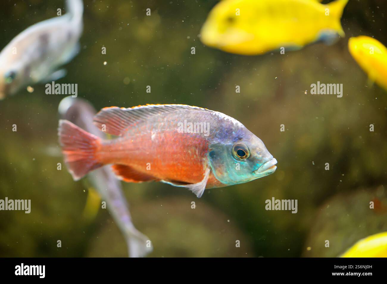 Portrait d'un cichlide Malawi coloré dans l'aquarium Banque D'Images