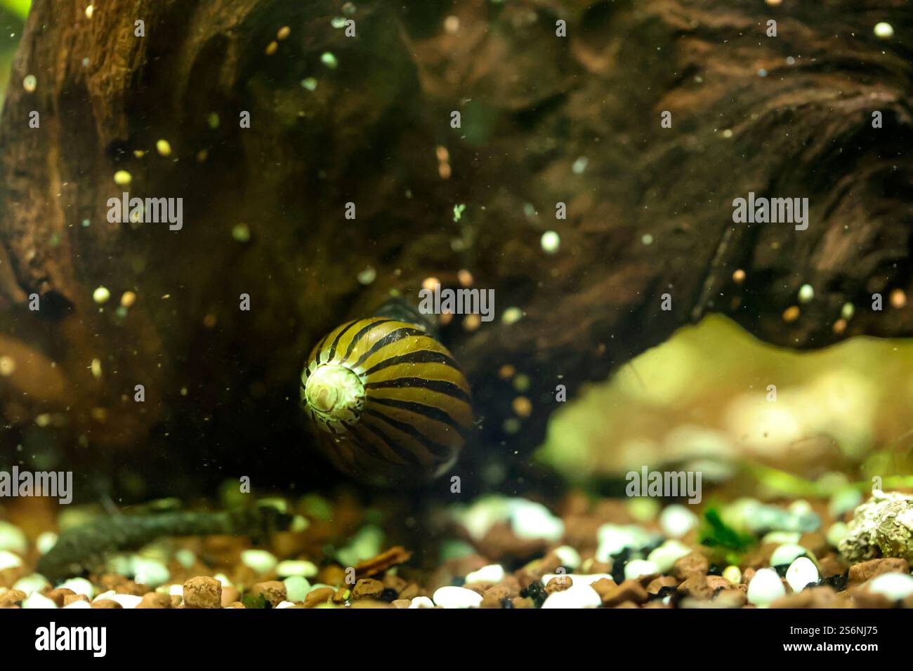 Un escargot dans un aquarium d'eau douce sur un morceau de bois Banque D'Images