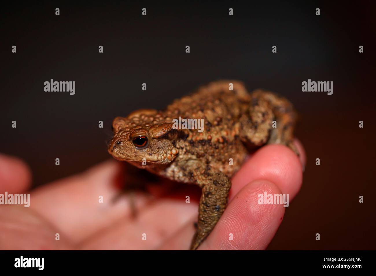 Un crapaud commun, Bufo Bufo qui s'aventurait sur la terrasse le soir Banque D'Images