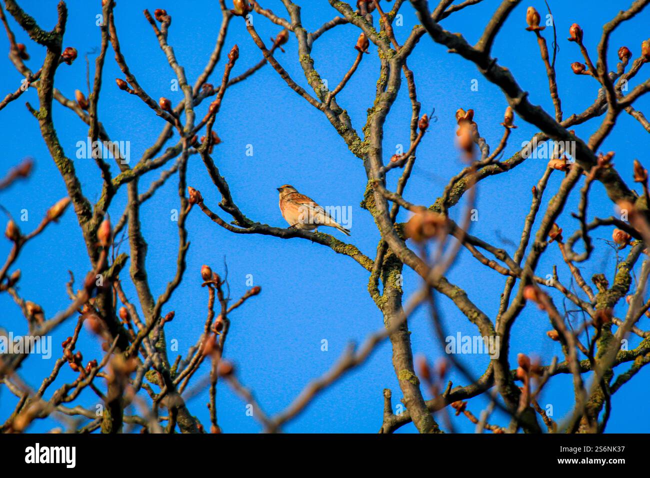 Un linnet, également connu sous le nom de linnet ou finch de lin, sur un arbre Banque D'Images