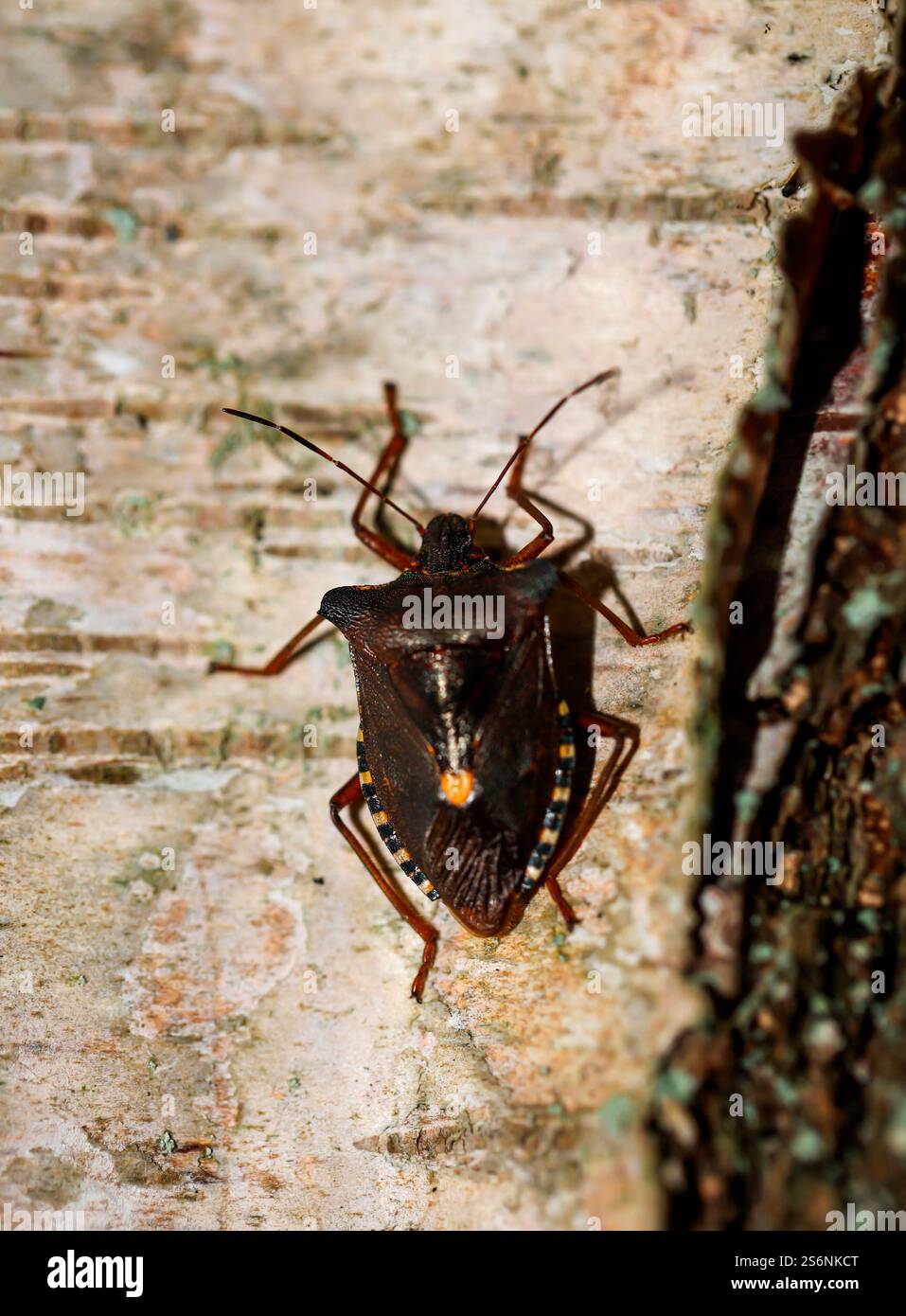 Un insecte brun avec des points jaunes sur le bord d'un bouleau. Un insecte puant à pattes rouges Pentatoma rufipes sur un bouleau Banque D'Images