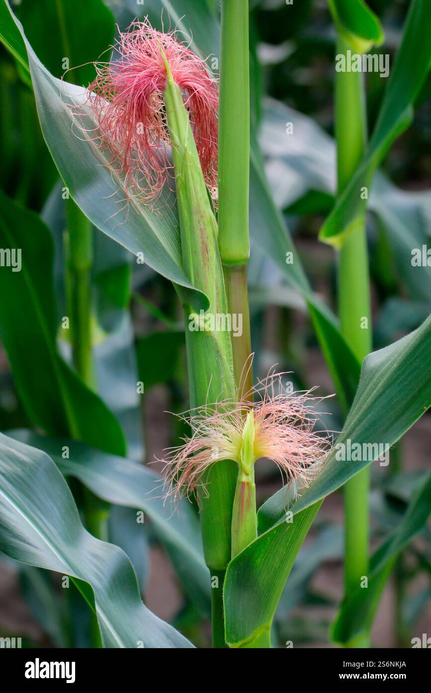 Épis de maïs sur les plants de maïs dans un champ Banque D'Images