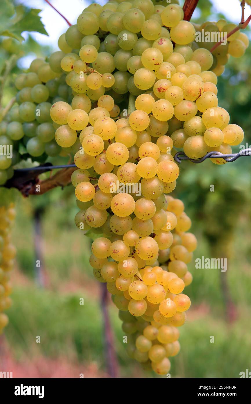 Raisins de vin blanc mûrs à la récolte Banque D'Images