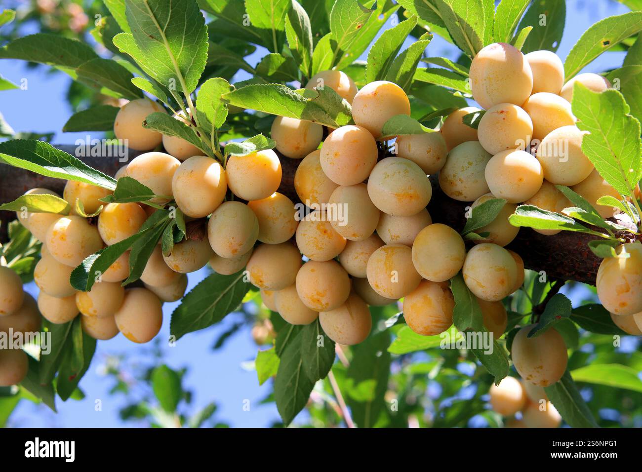Riche récolte de prunes mirabelle Banque D'Images