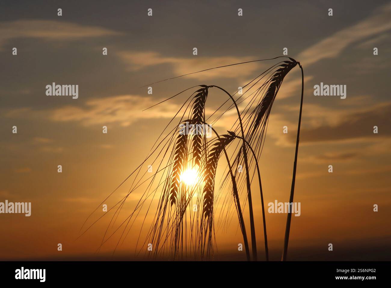 Épis de grain au coucher du soleil Banque D'Images