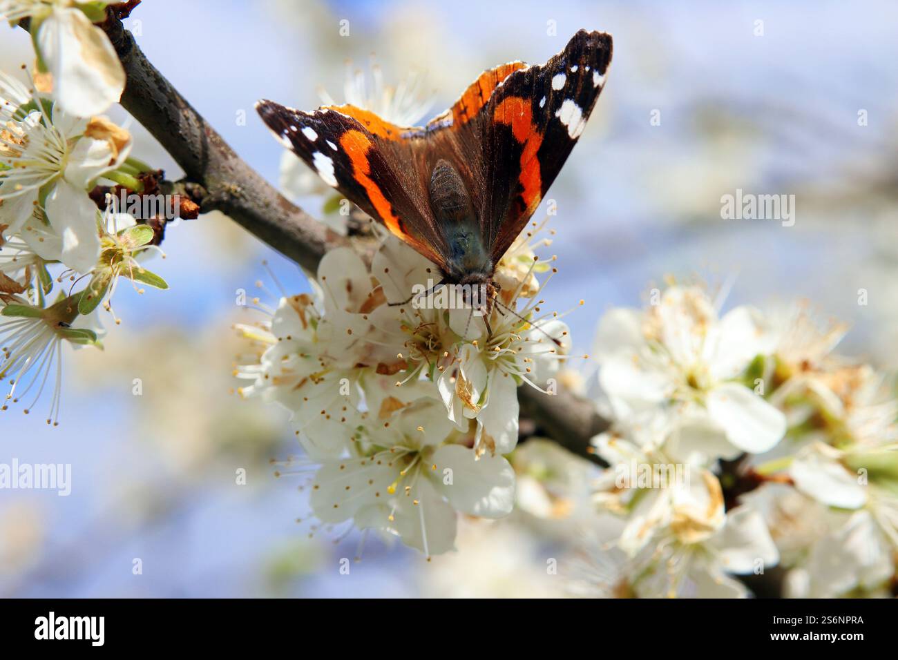 Un amiral à la recherche de nourriture Banque D'Images