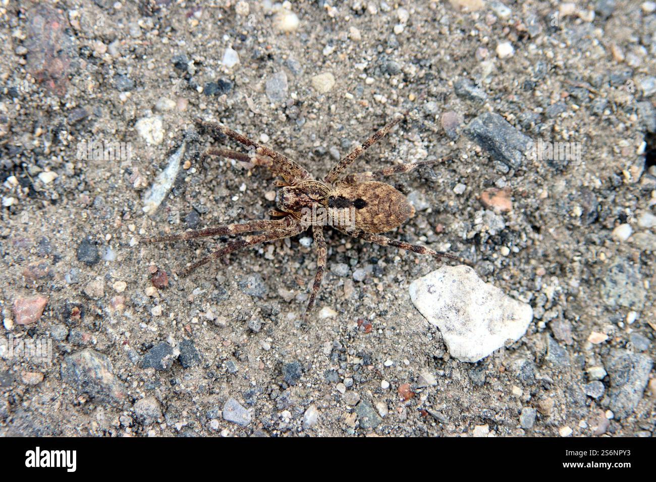 Araignée de Nosferatu Banque D'Images