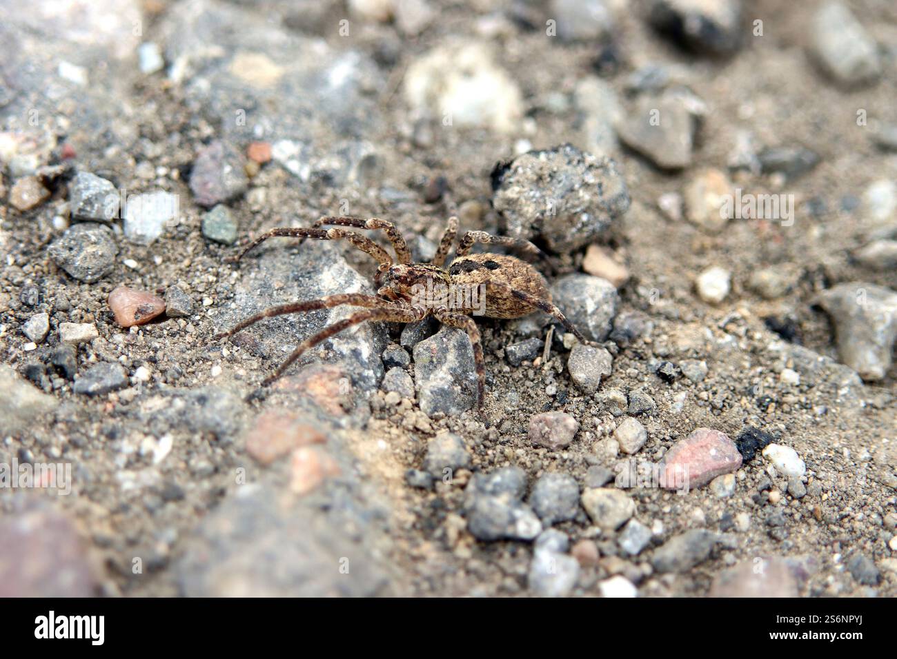Araignée de Nosferatu Banque D'Images
