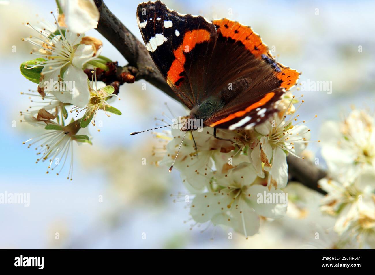 Un amiral à la recherche de nourriture Banque D'Images