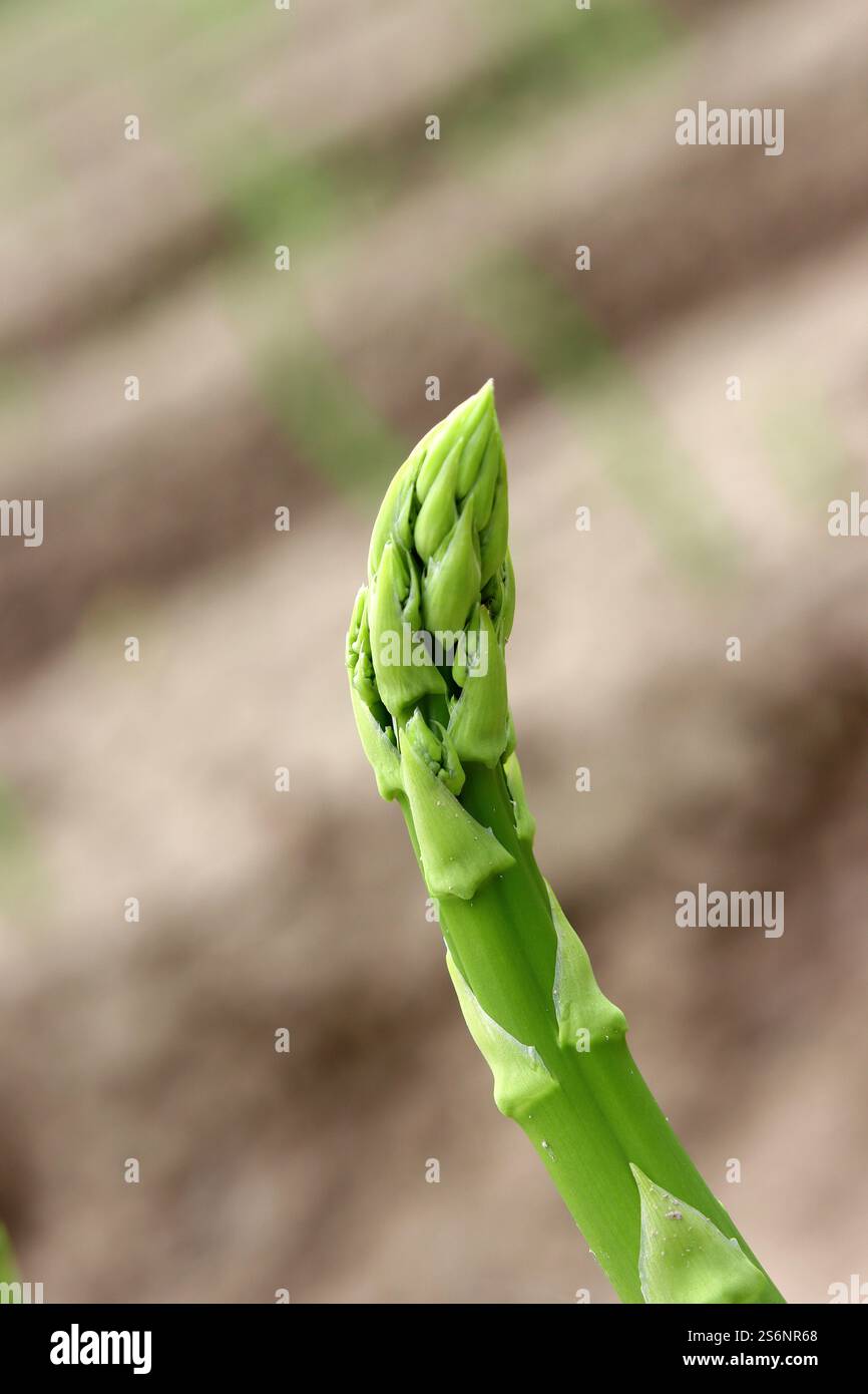 Asperges vertes, un cadeau de la nature Banque D'Images