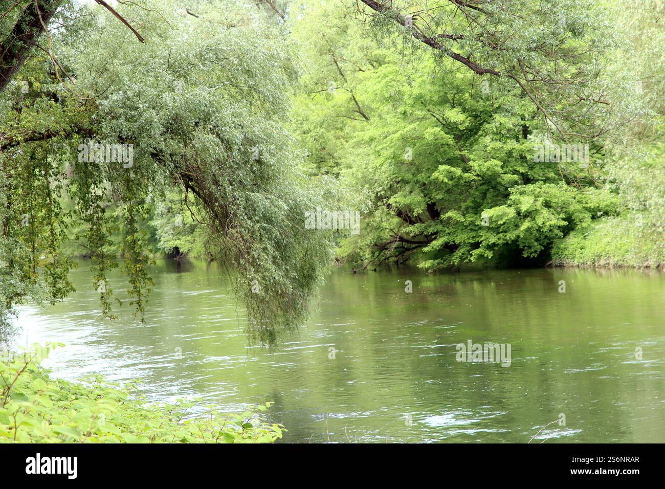 Nature intacte dans les plaines inondables du Rhin Banque D'Images