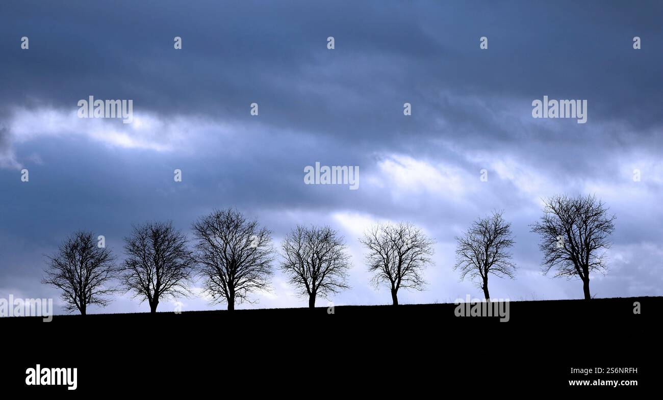 7 arbres à l'horizon Banque D'Images