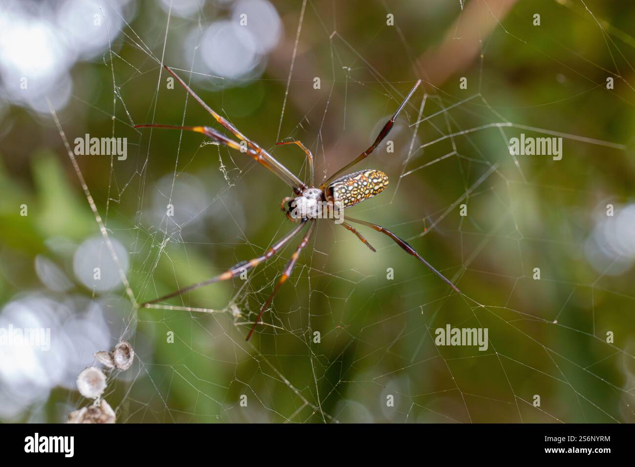 Aranha-de-teia-amarela (Nephila clavipes) | Araignée orbe-toile d'or en gros plan Banque D'Images