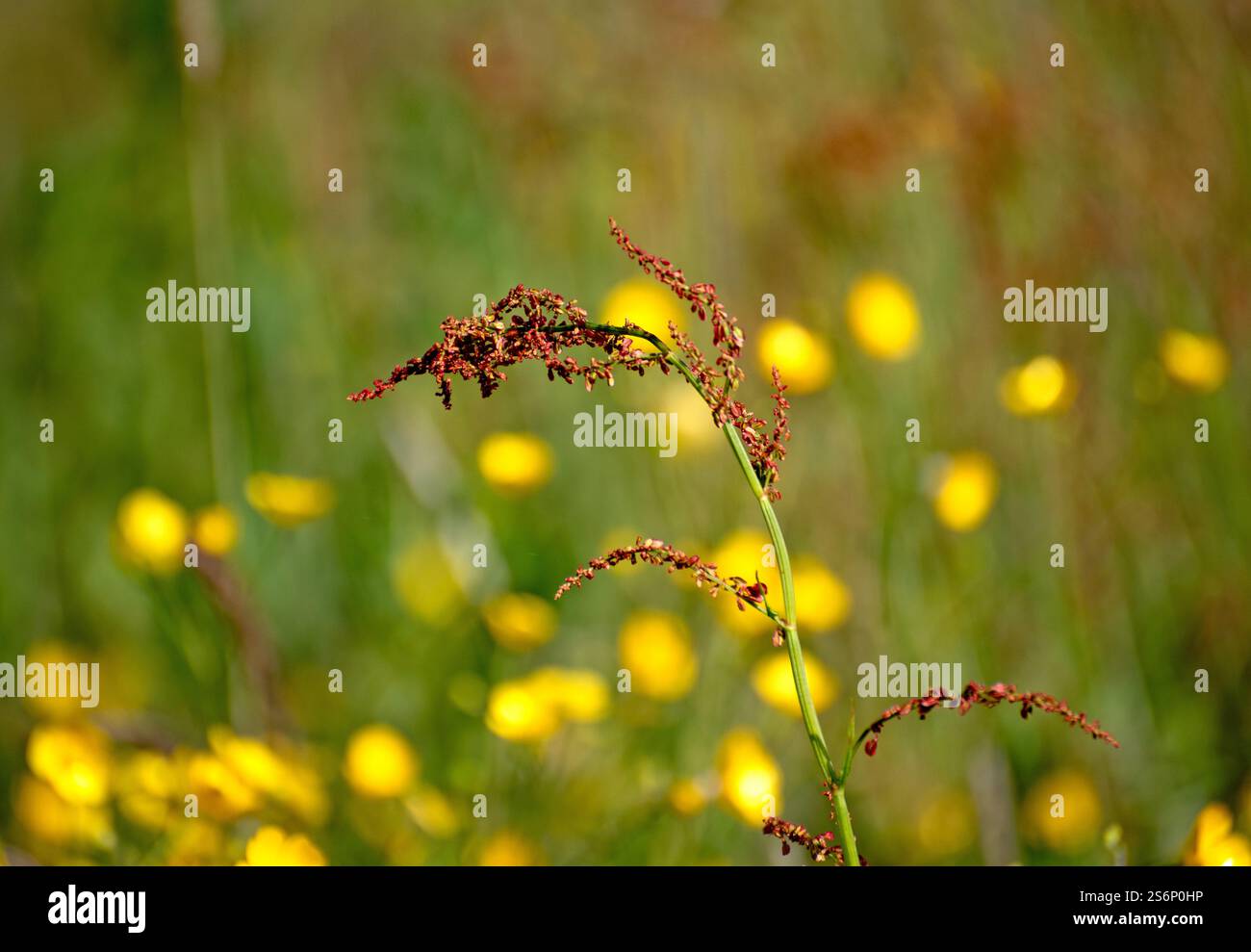Fleurs sauvages Sorrel, moutons flore sauvage irlandaise, par une journée ensoleillée en Irlande Banque D'Images