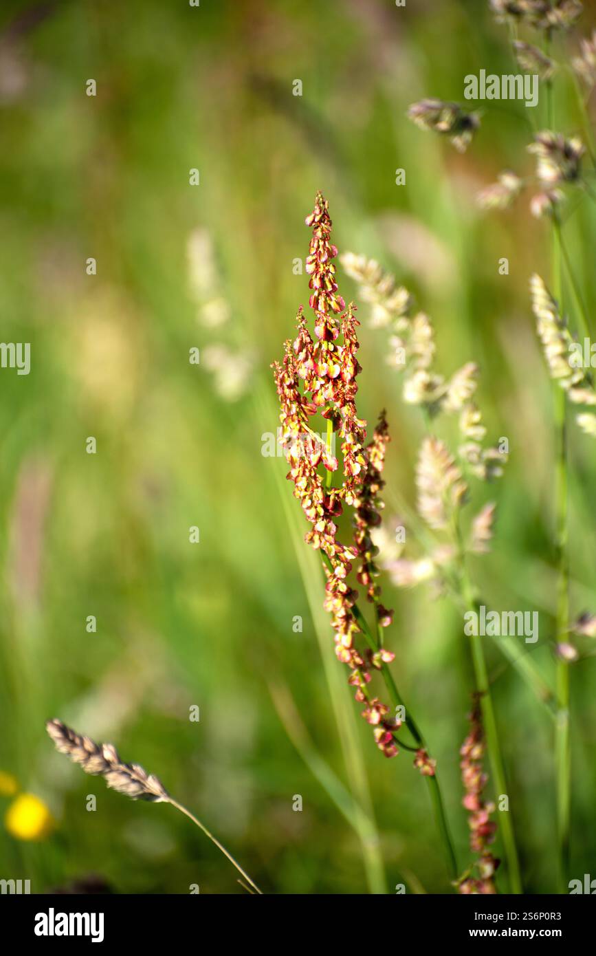 Fleurs sauvages Sorrel, moutons flore sauvage irlandaise, par une journée ensoleillée en Irlande Banque D'Images