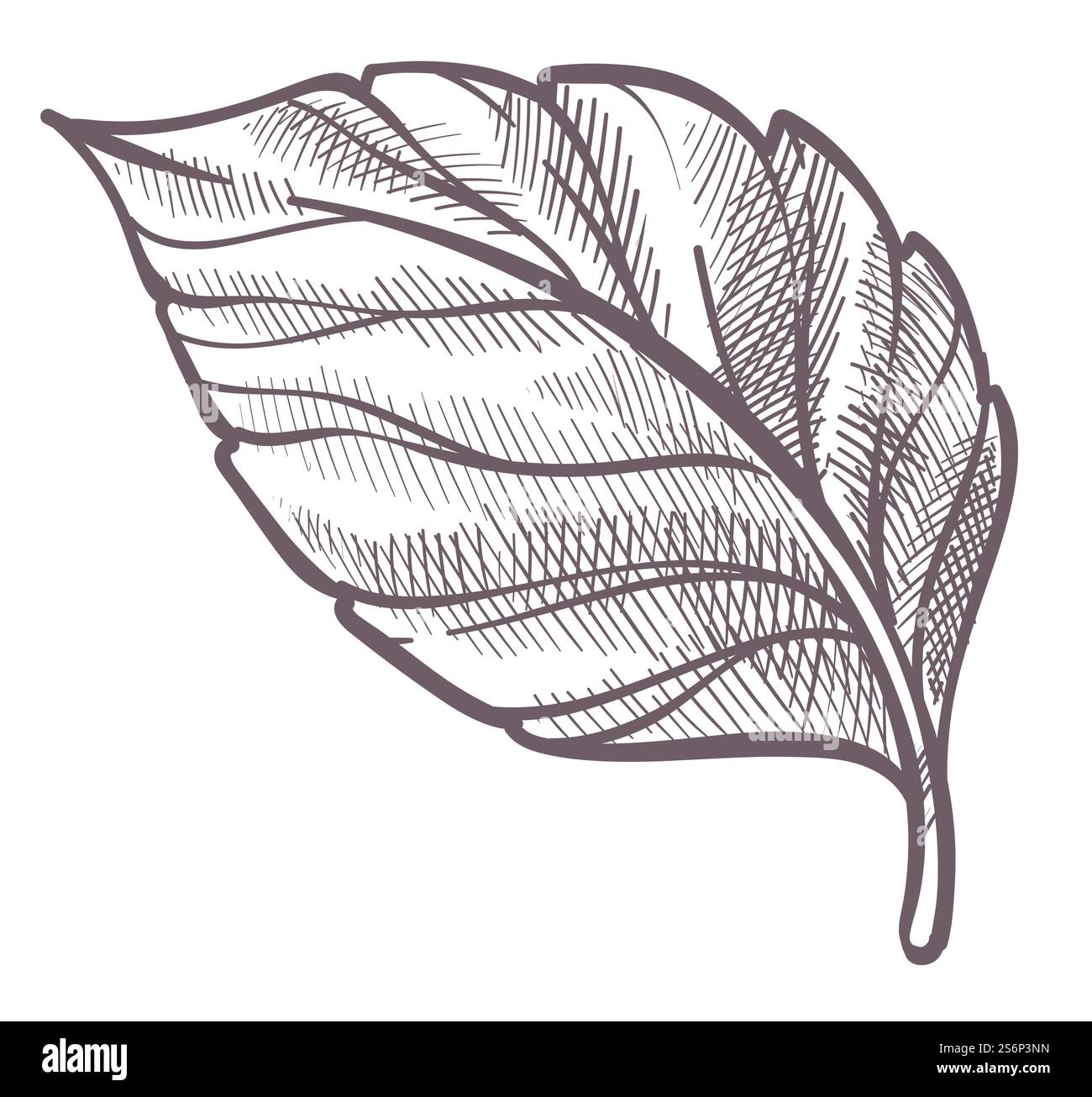 Feuillage et feuillage de la nature, arbustes ou arbustes, forêt ou botanique des bois. Feuille isolée botanique incolore, décoration pour carte ou éco bannière ou emblème. Contour d'esquisse monochrome. Vecteur dans le style plat. Plante à feuilles, feuillage incolore botanique de la forêt Illustration de Vecteur