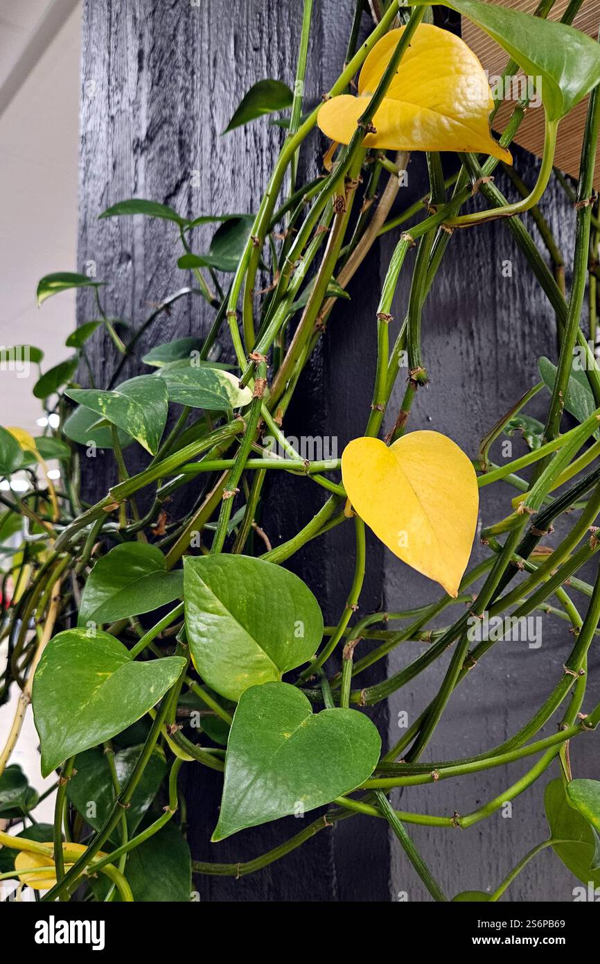 Plante Pothos présentant un feuillage vert et des feuilles jaunes. Défis de l'entretien des plantes et du jardinage intérieur Banque D'Images
