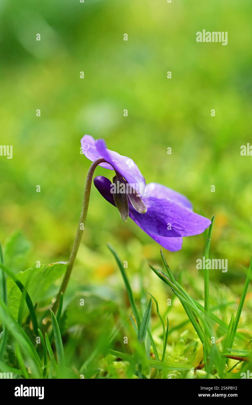Violette parfumée, Viola odorata, dans l'herbe Banque D'Images