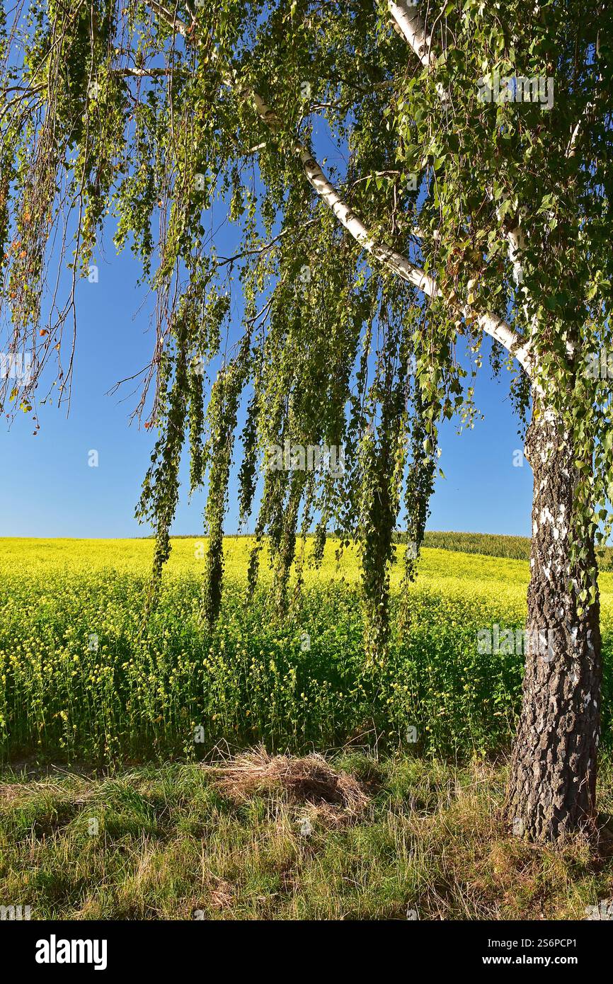 Un bouleau argenté, Betula verrucosa, se trouve à côté d'un champ avec des graines de moutarde pour le fumier vert Banque D'Images