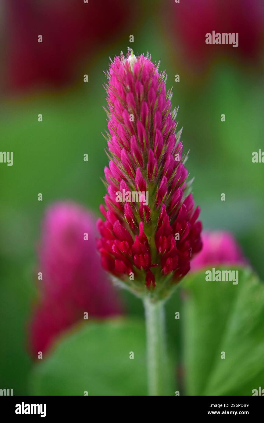 Inflorescence du trèfle incarné Trifolium incarnatum Banque D'Images