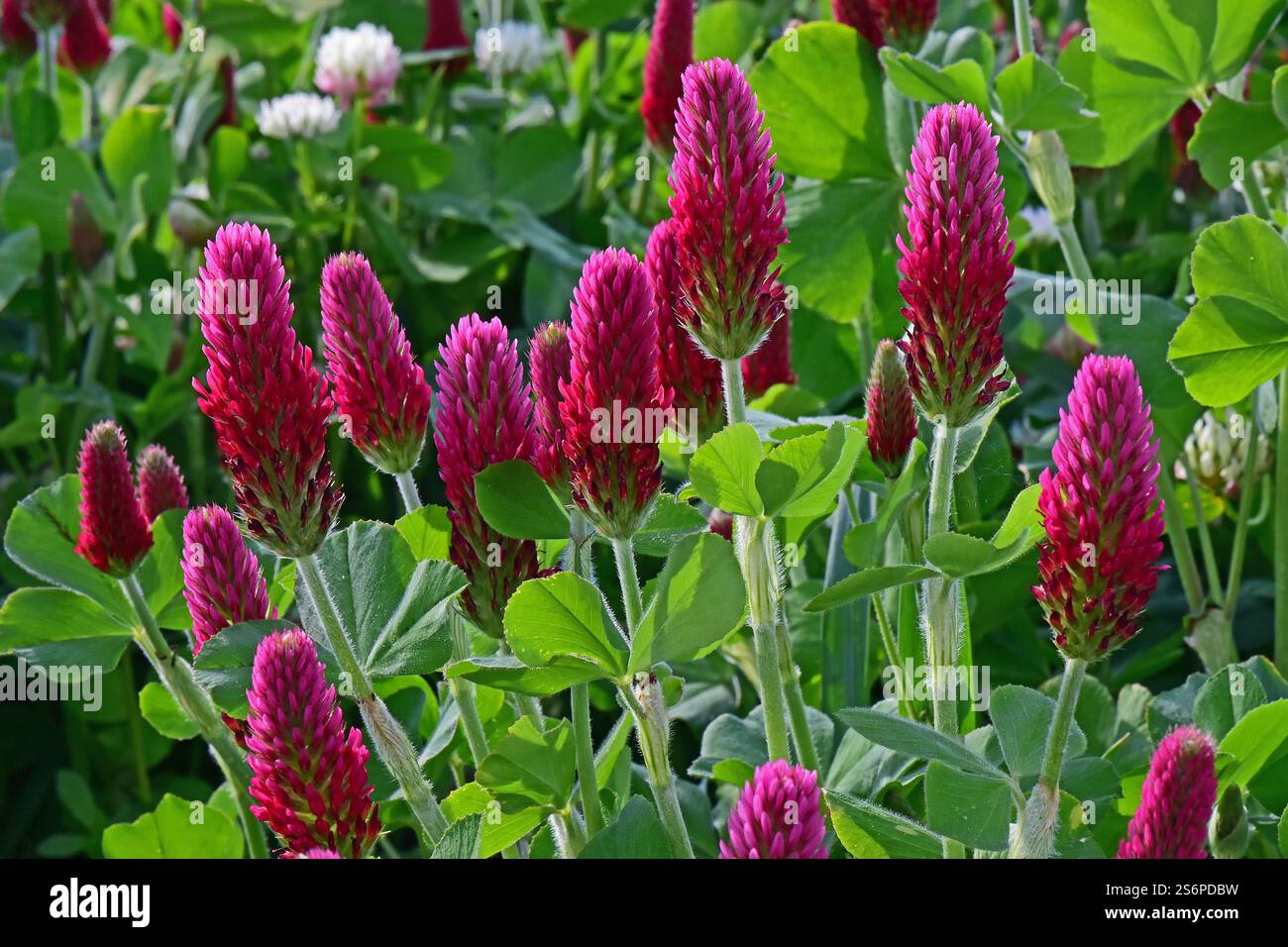 Inflorescences du trèfle incarné Trifolium incarnatum Banque D'Images
