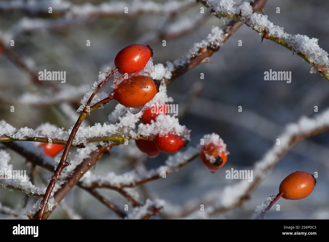 L'églantier dans la neige Banque D'Images