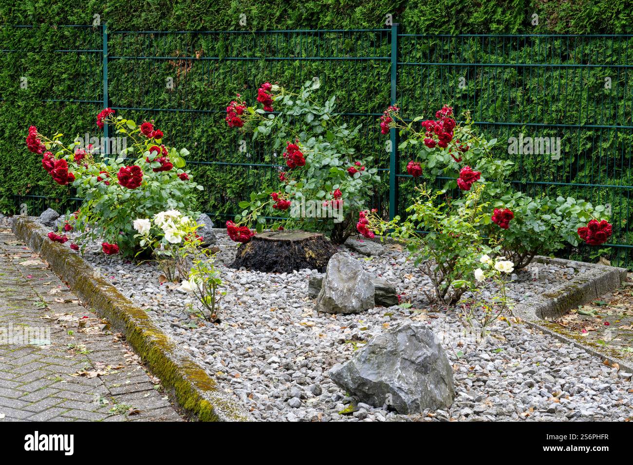 Allemagne, Rhénanie-du-Nord-Westphalie, région de la Ruhr, jardin avant moderne avec plantes et pierres, jardin de gravier Banque D'Images