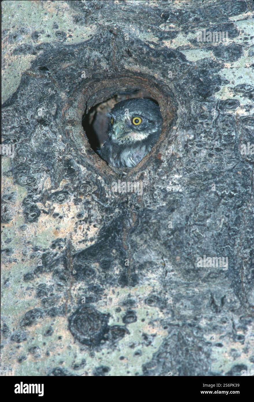 Hiboux pygmée du Nord (Glaucidium gnoma) nids chez le peuplier tremble (Populus tremuloides). Banque D'Images