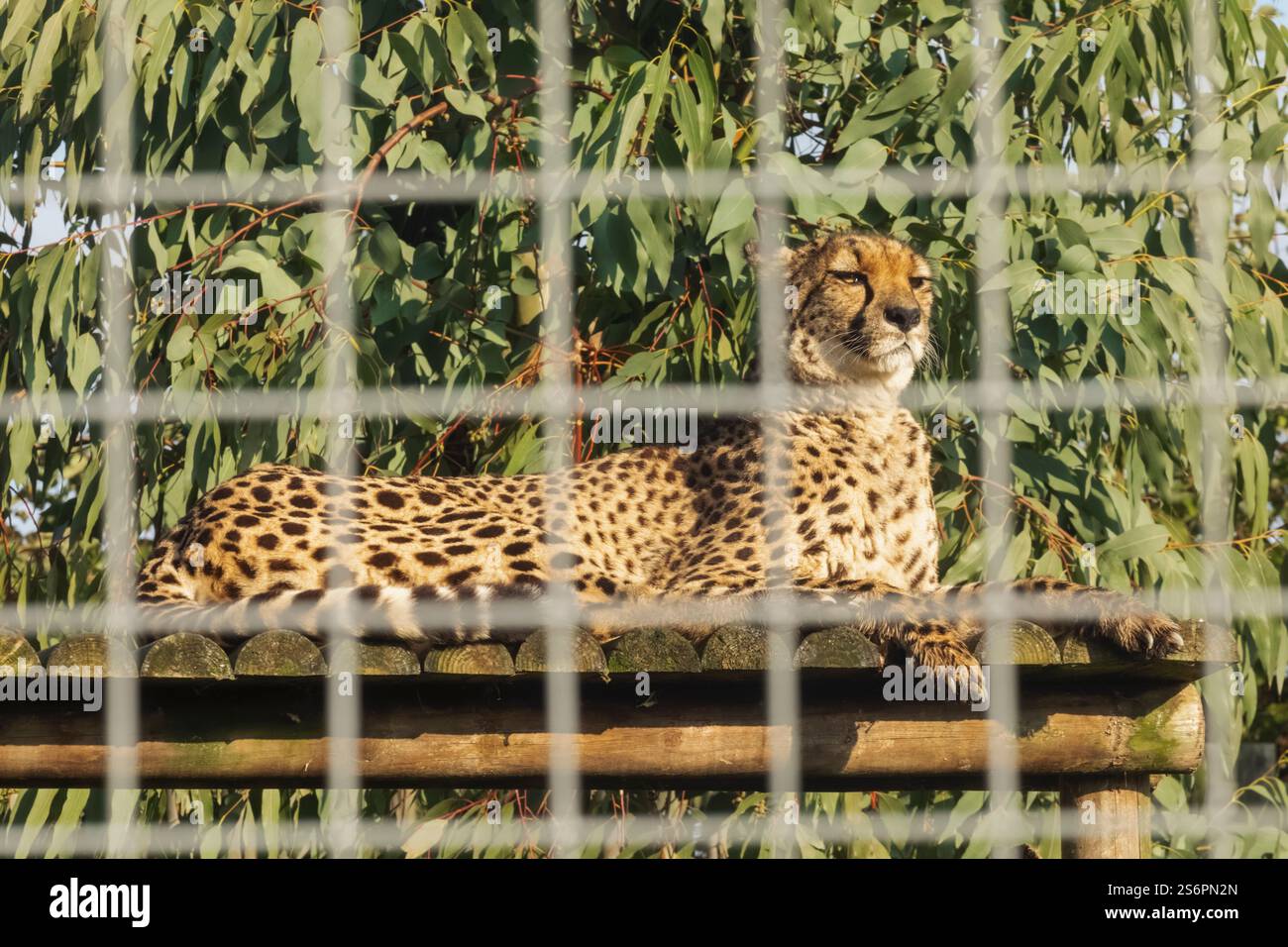 Angleterre, Kent, Wingham, Wingham Wildlife Park, Cheetah Banque D'Images