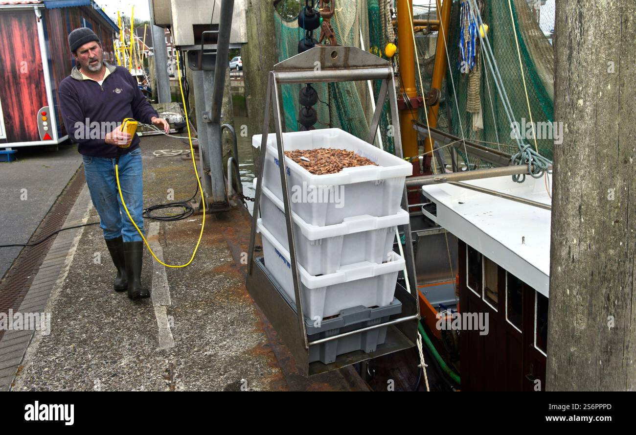 Homme chargeant des caisses de crevettes fraîchement pêchées de la mer du Nord (Crangon crangon) à partir d'un bateau de crevettes dans le port, village de pêcheurs Neuharlingersiel, Frise orientale, basse-Saxe, Allemagne Banque D'Images