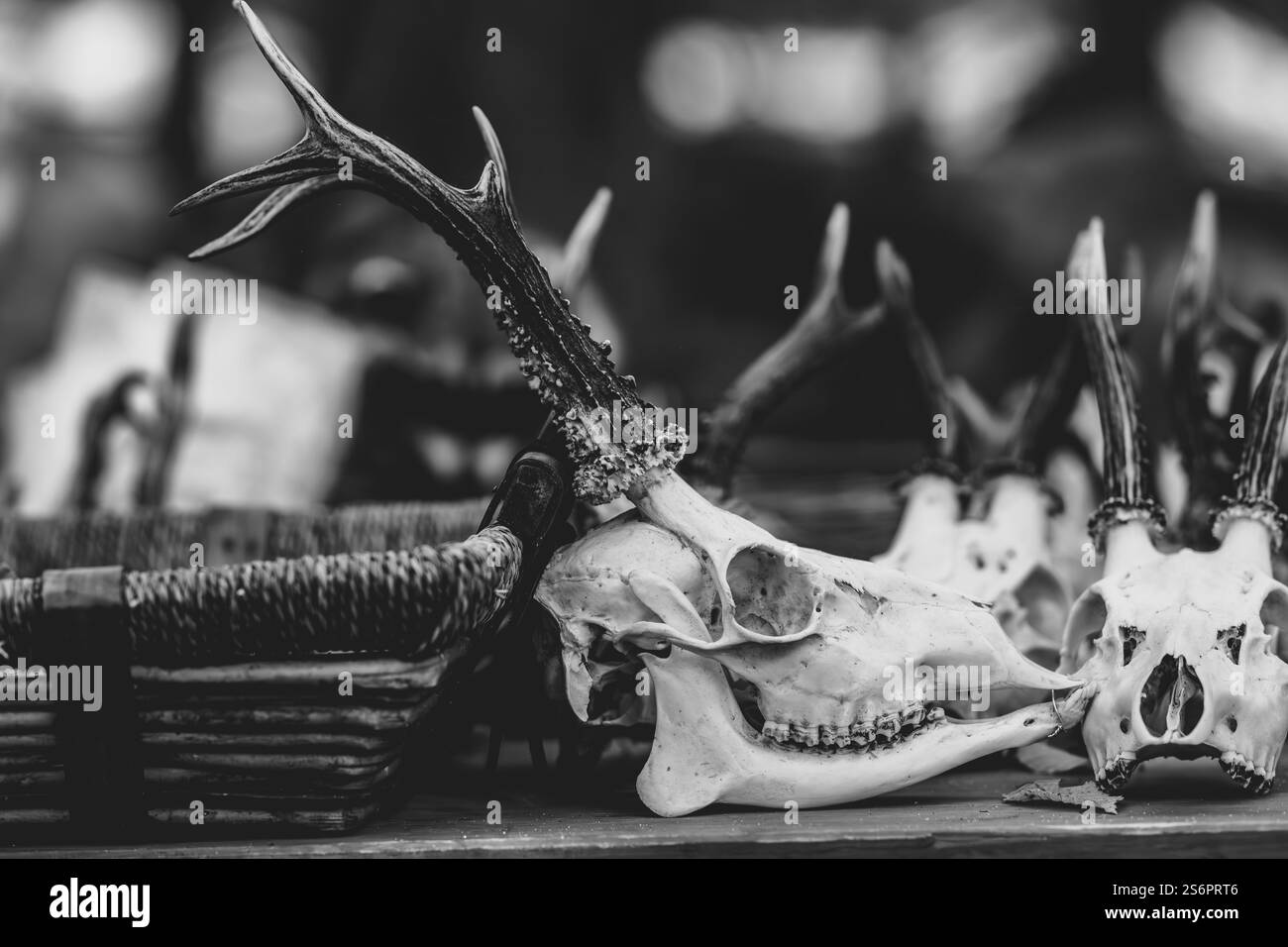 Un crâne avec des bois sur une table en bois. Le crâne est entouré d'autres crânes, créant un sentiment de mort et de décomposition Banque D'Images