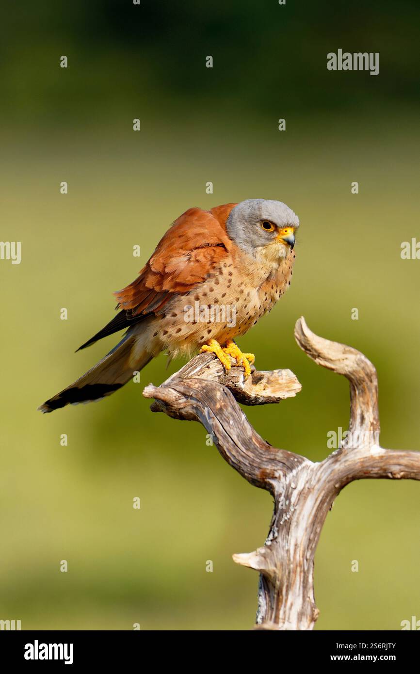 Crécerelle mâle (Falco naumanni) sur sa perche, Estrémadure, Espagne Banque D'Images
