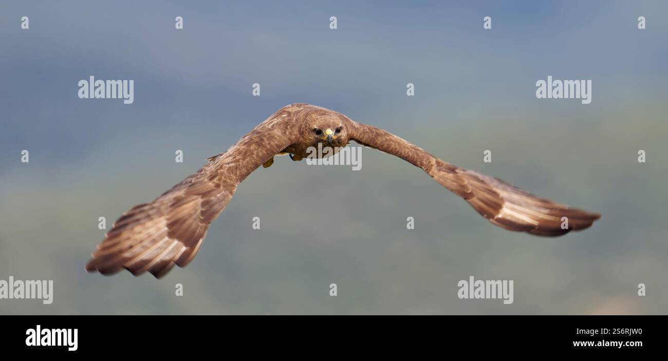 Buzzard commun (Buteo buteo) en vol, Castille-la Manche, Espagne Banque D'Images