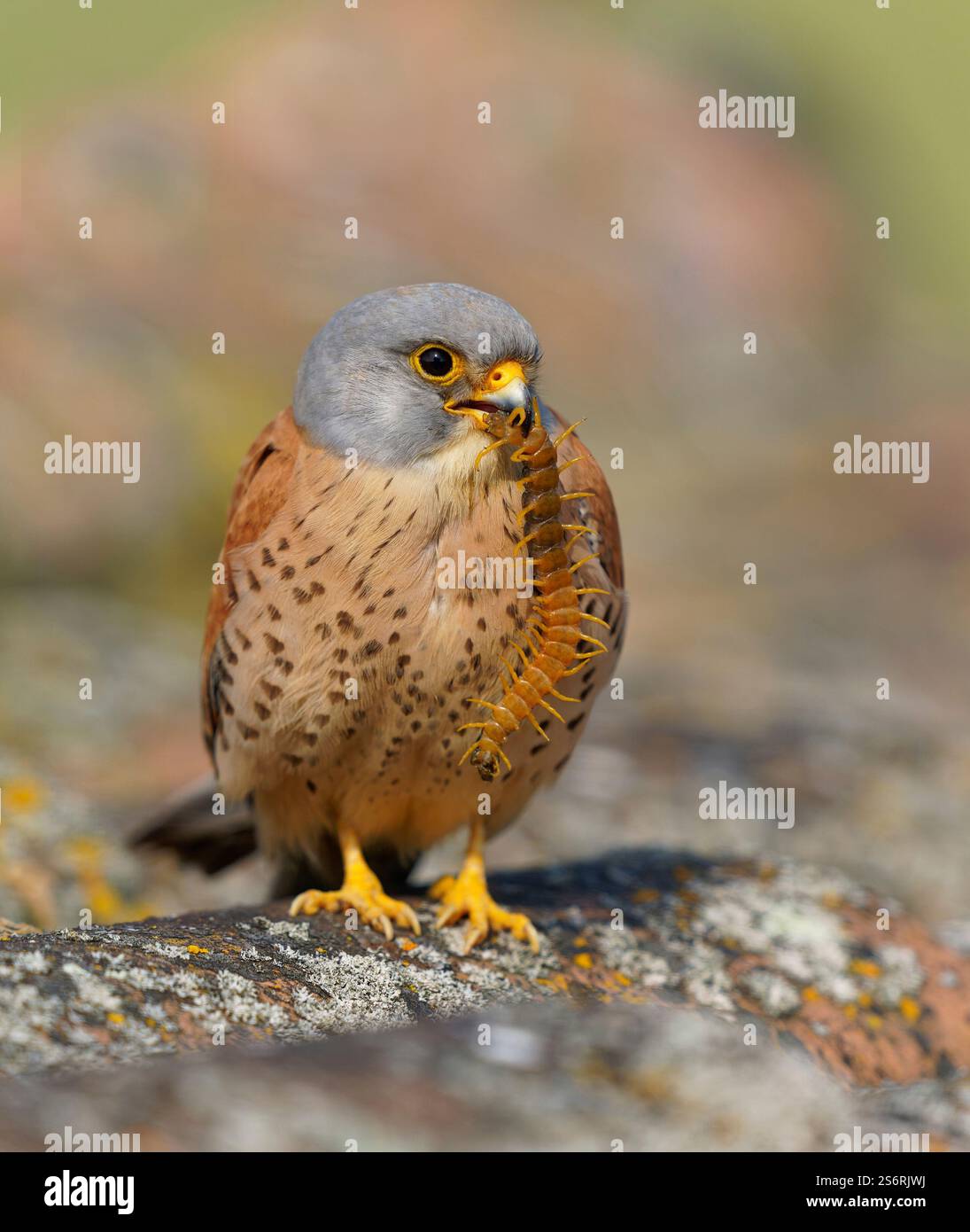 Crécerelle mâle (Falco naumanni) avec scolopender capturé, Estrémadure, Espagne Banque D'Images