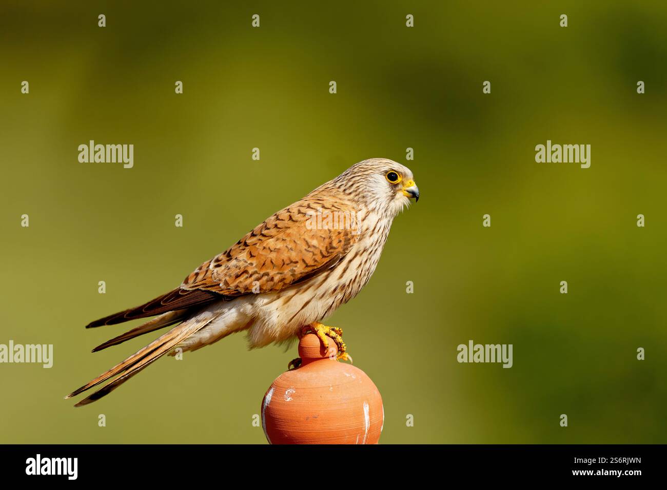 Femelle petite crécerelle (Falco naumanni) Dachspitze, Estrémadure, Espagne Banque D'Images