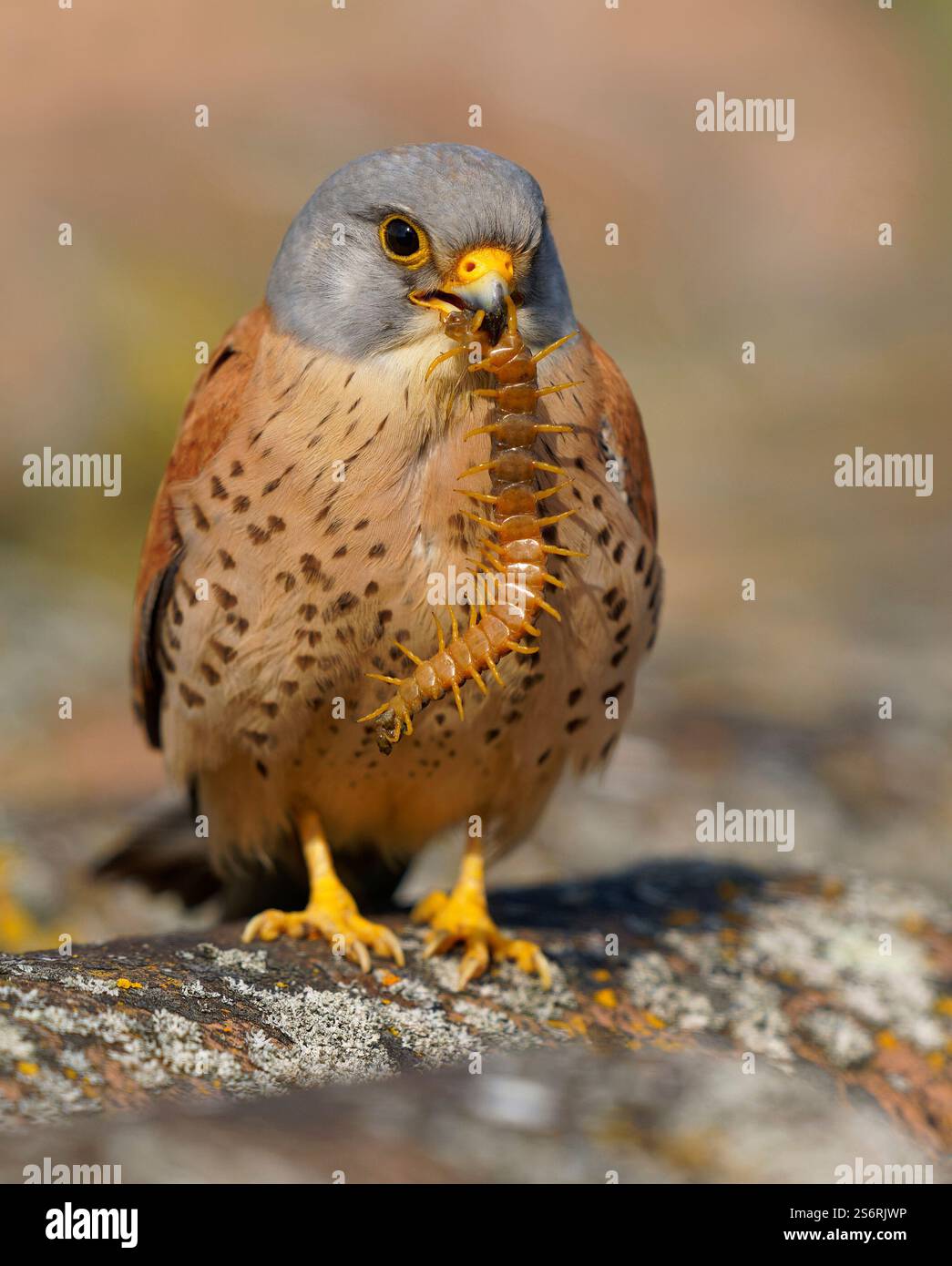 Crécerelle mâle (Falco naumanni) avec scolopender capturé, Estrémadure, Espagne Banque D'Images