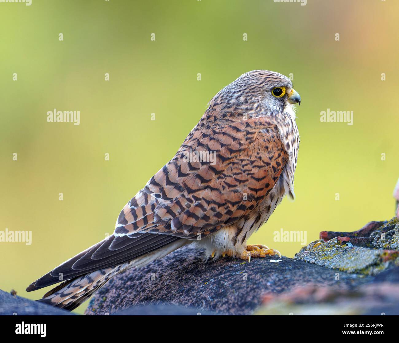 Femelle petite crécerelle (Falco naumanni), Estrémadure, Espagne Banque D'Images