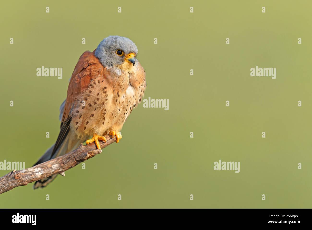 Crécerelle mâle (Falco naumanni) sur sa perche, Estrémadure, Espagne Banque D'Images