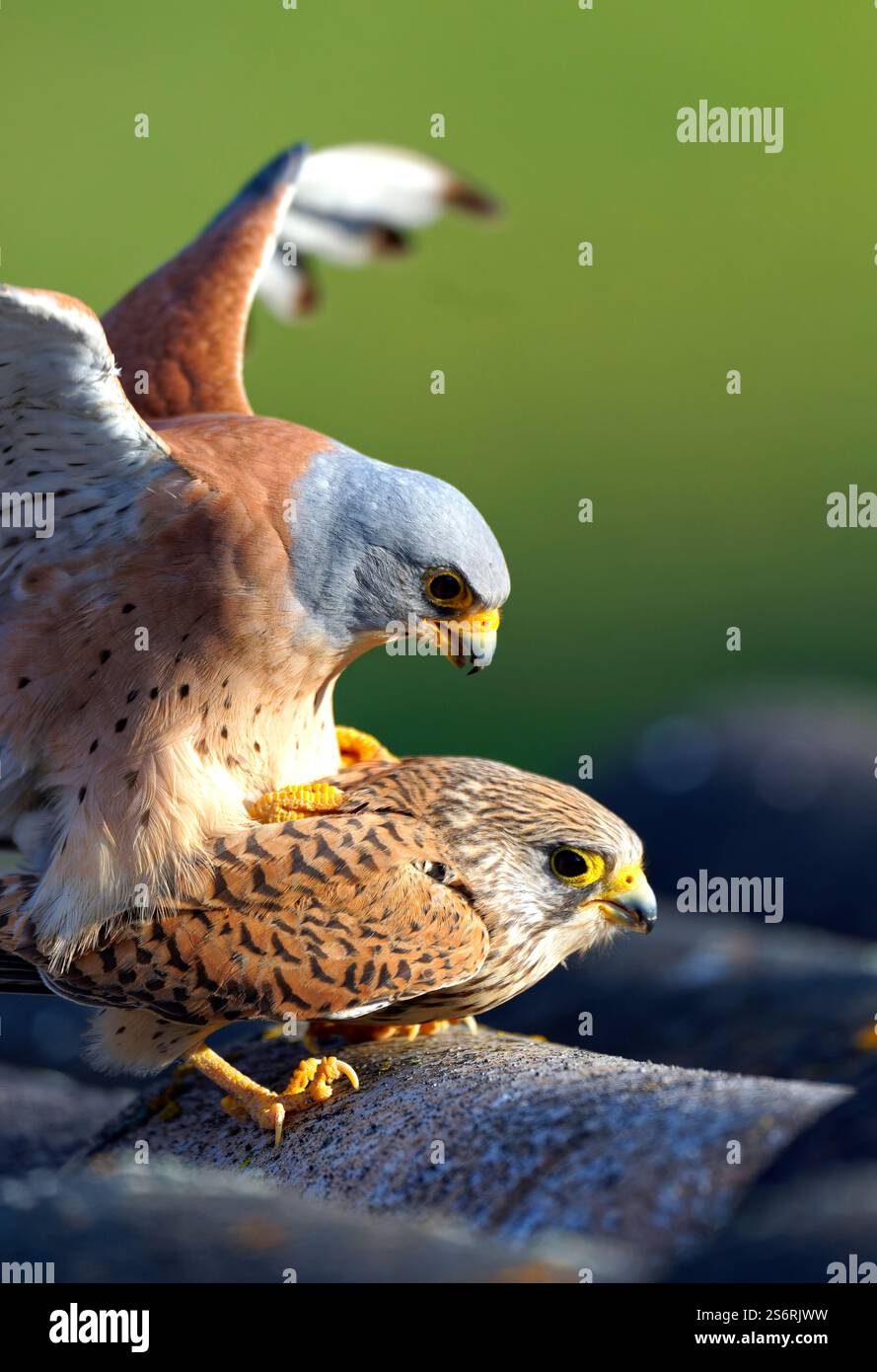 Accouplement des crécerelles inférieures (Falco naumanni), Estrémadure, Espagne Banque D'Images