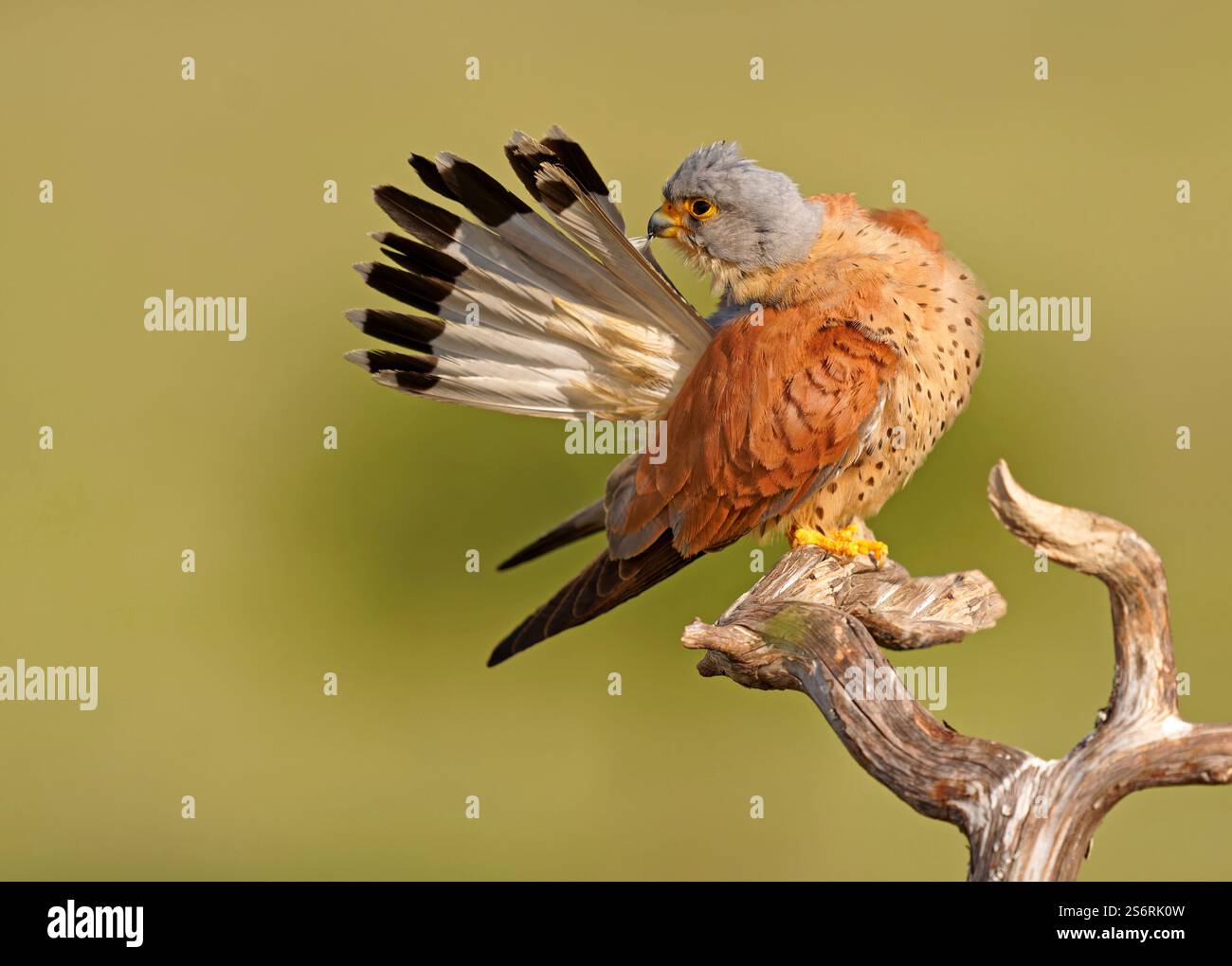 Crécerelle mâle (Falco naumanni), toilettage, branche sèche, Estrémadure, Espagne Banque D'Images