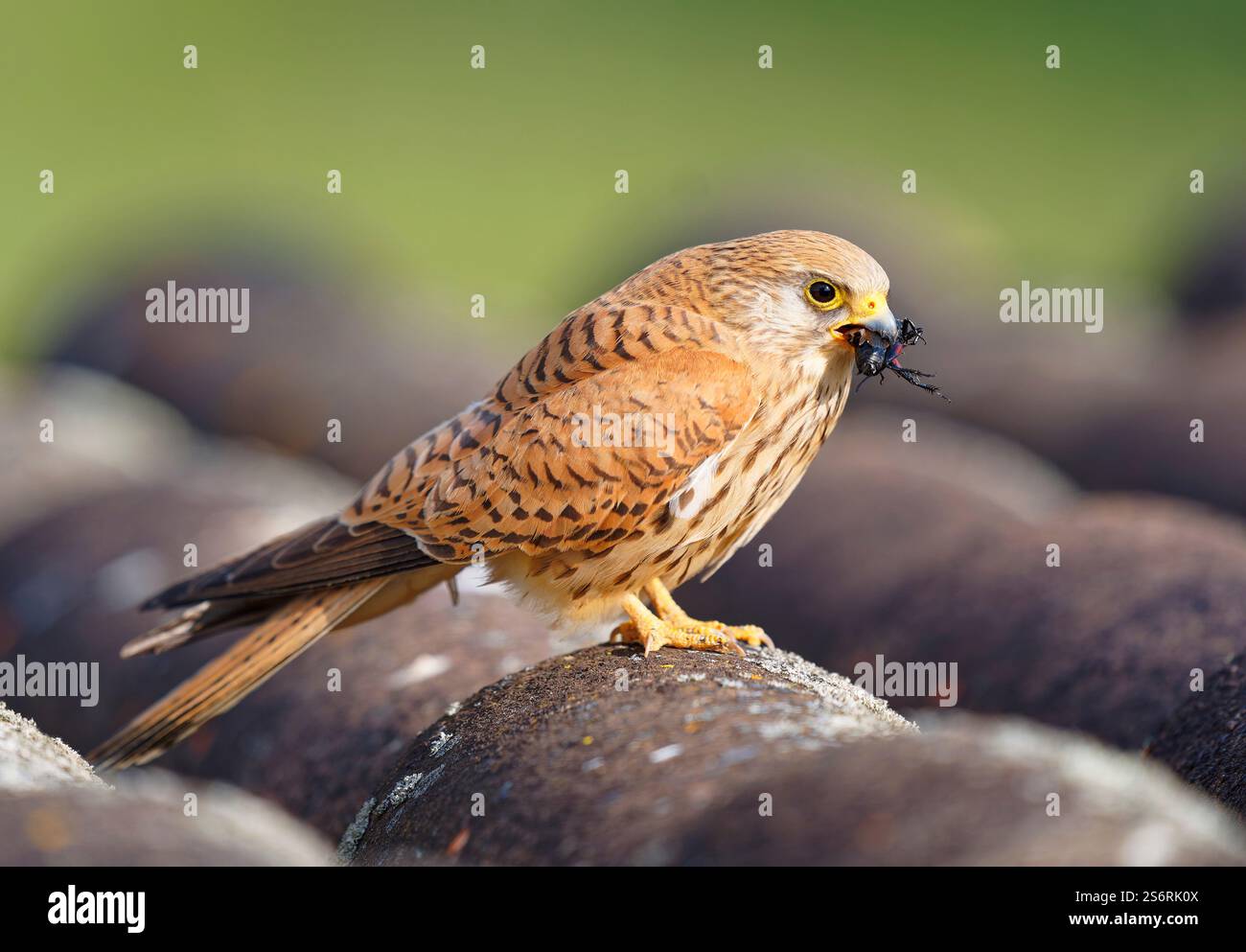 Femelle petite crécerelle (Falco naumanni) avec cricket capturé, Estrémadure Espagne Banque D'Images