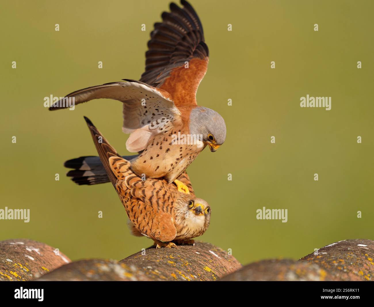 Accouplement des crécerelles inférieures (Falco naumanni), Estrémadure, Espagne Banque D'Images
