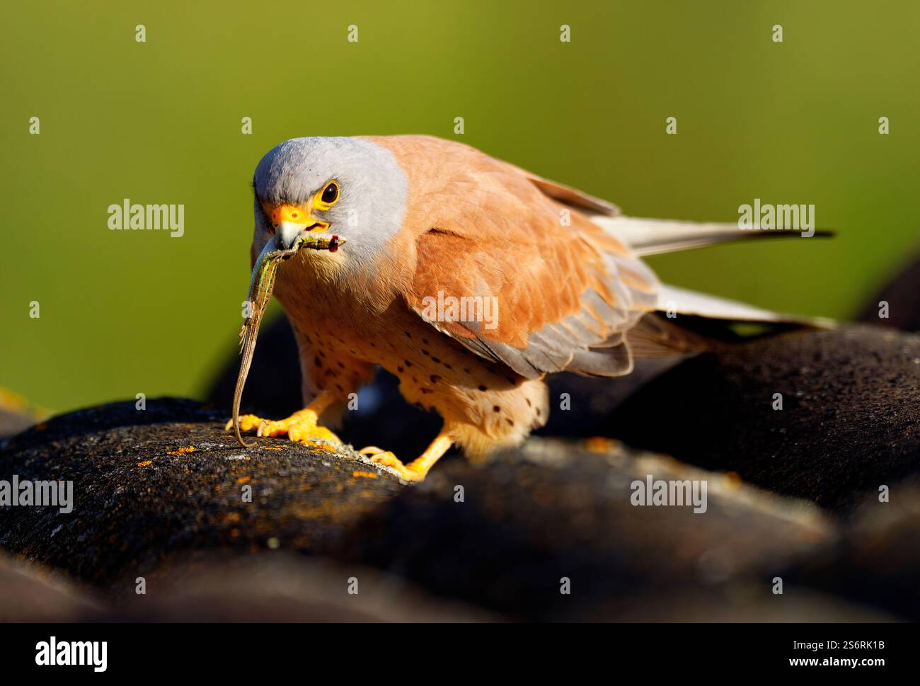 Petite crécerelle mâle (Falco naumanni) avec proie, lézard, pipape-sable espagnol (Psammodrmus hispanicus), Estrémadure, Espagne Banque D'Images