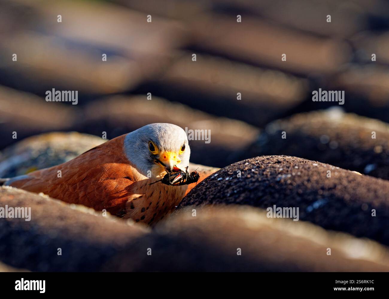 Crécerelle mâle (Falco naumanni) avec un cricket capturé, Estrémadure, Espagne Banque D'Images