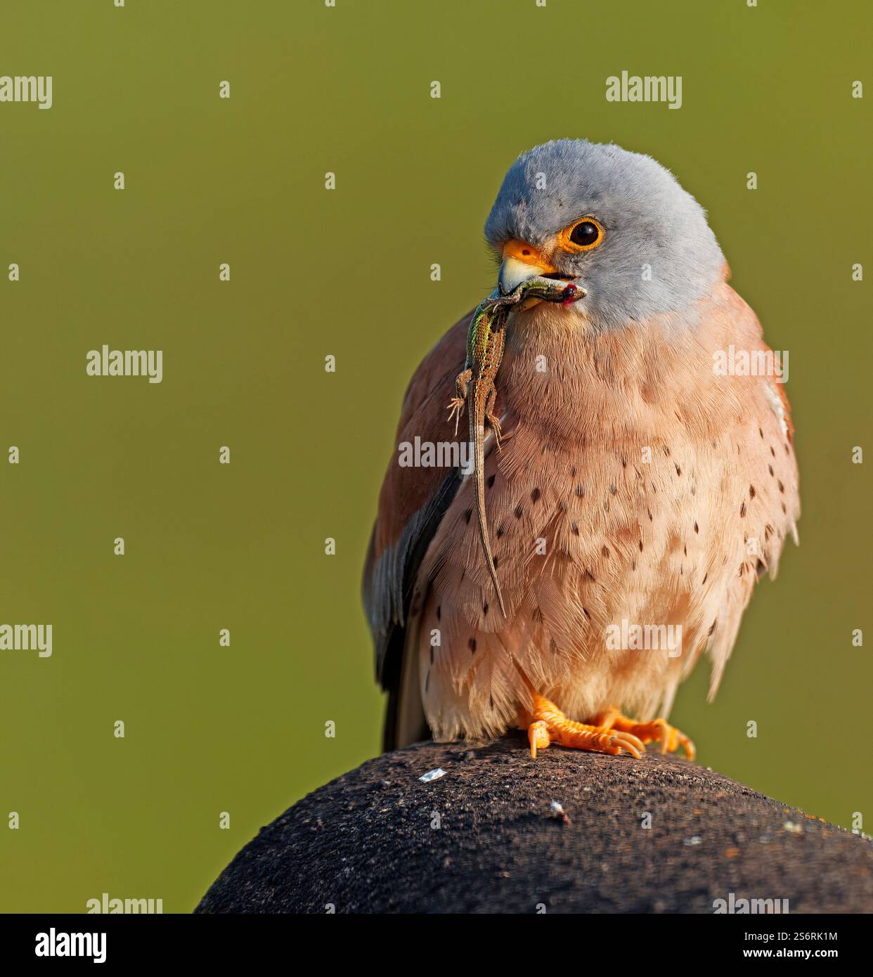 Petite crécerelle mâle (Falco naumanni) avec proie, lézard, pipape-sable espagnol (Psammodrmus hispanicus), Estrémadure, Espagne Banque D'Images